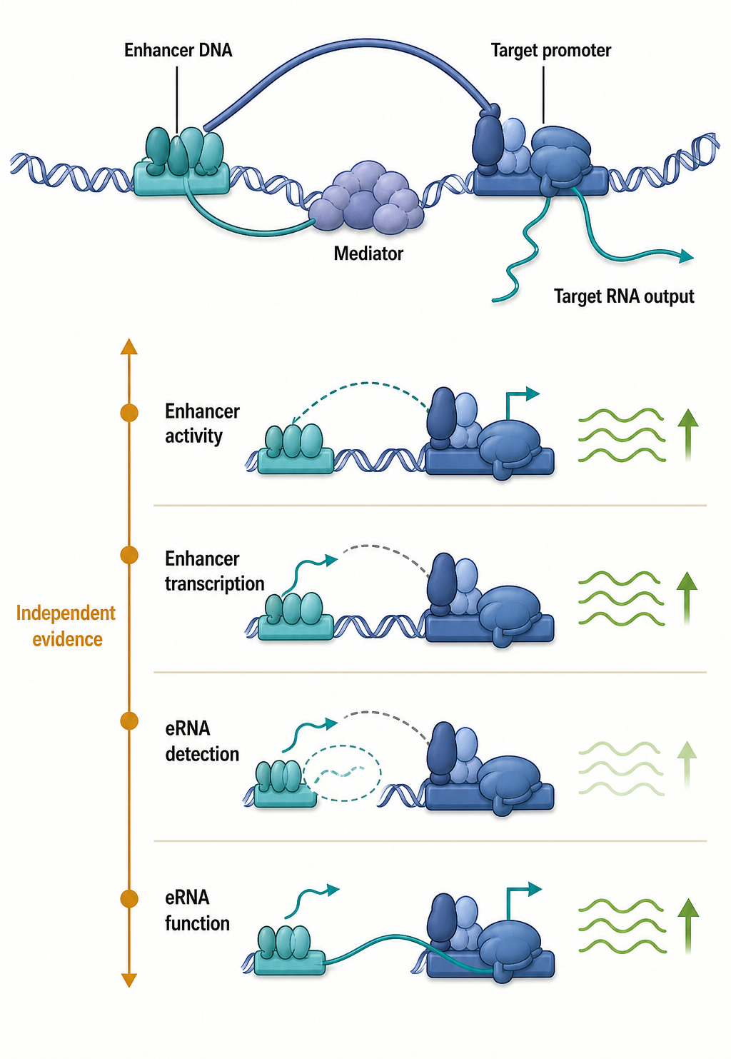 Figure 15.3. Enhancer-Promoter Communication and eRNA Interpretation