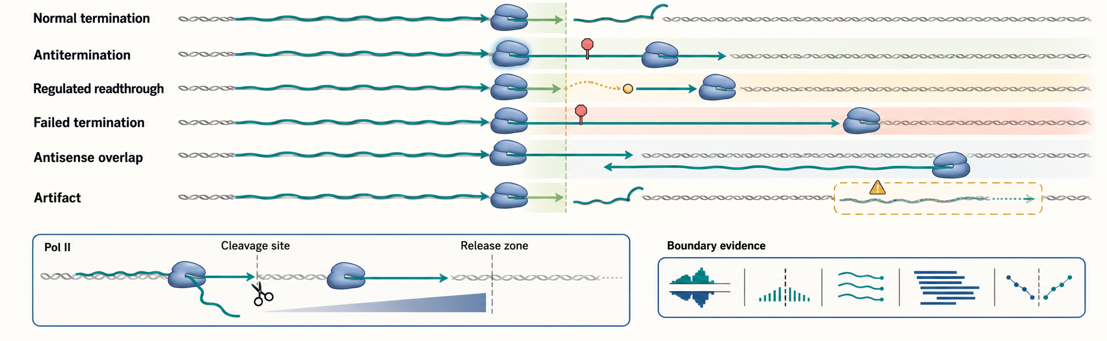 Figure 15.4. Termination, Antitermination, and Readthrough Outcomes