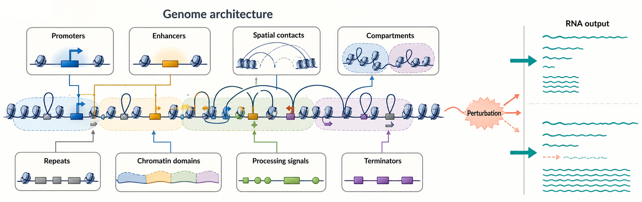 Figure 15.5. Genome Architecture as an RNA-Production System