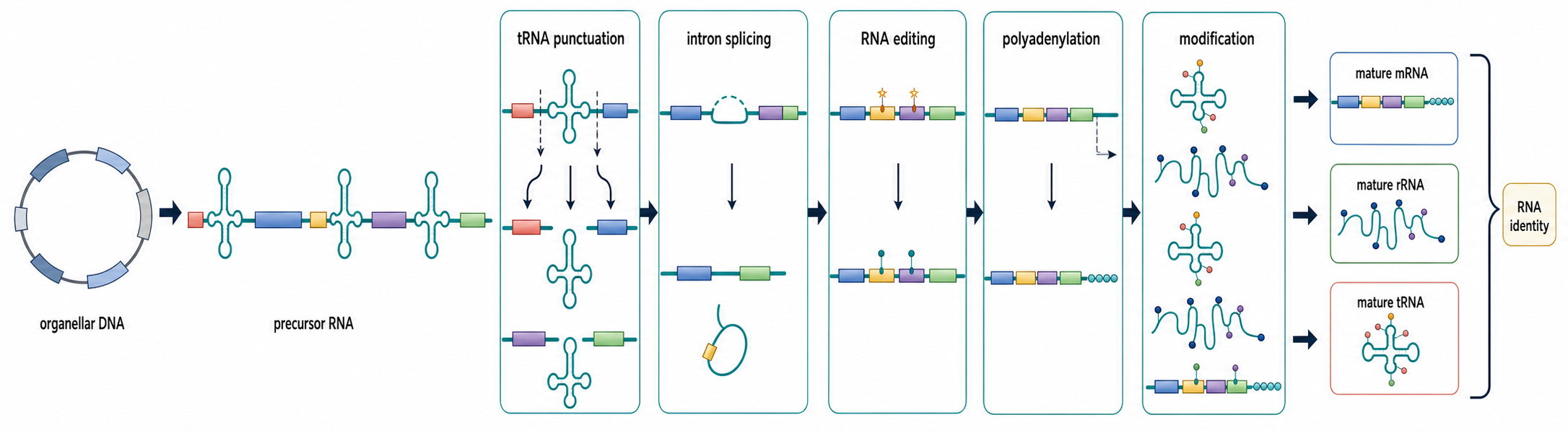 Figure 17.2. From Organellar DNA to Mature RNA
