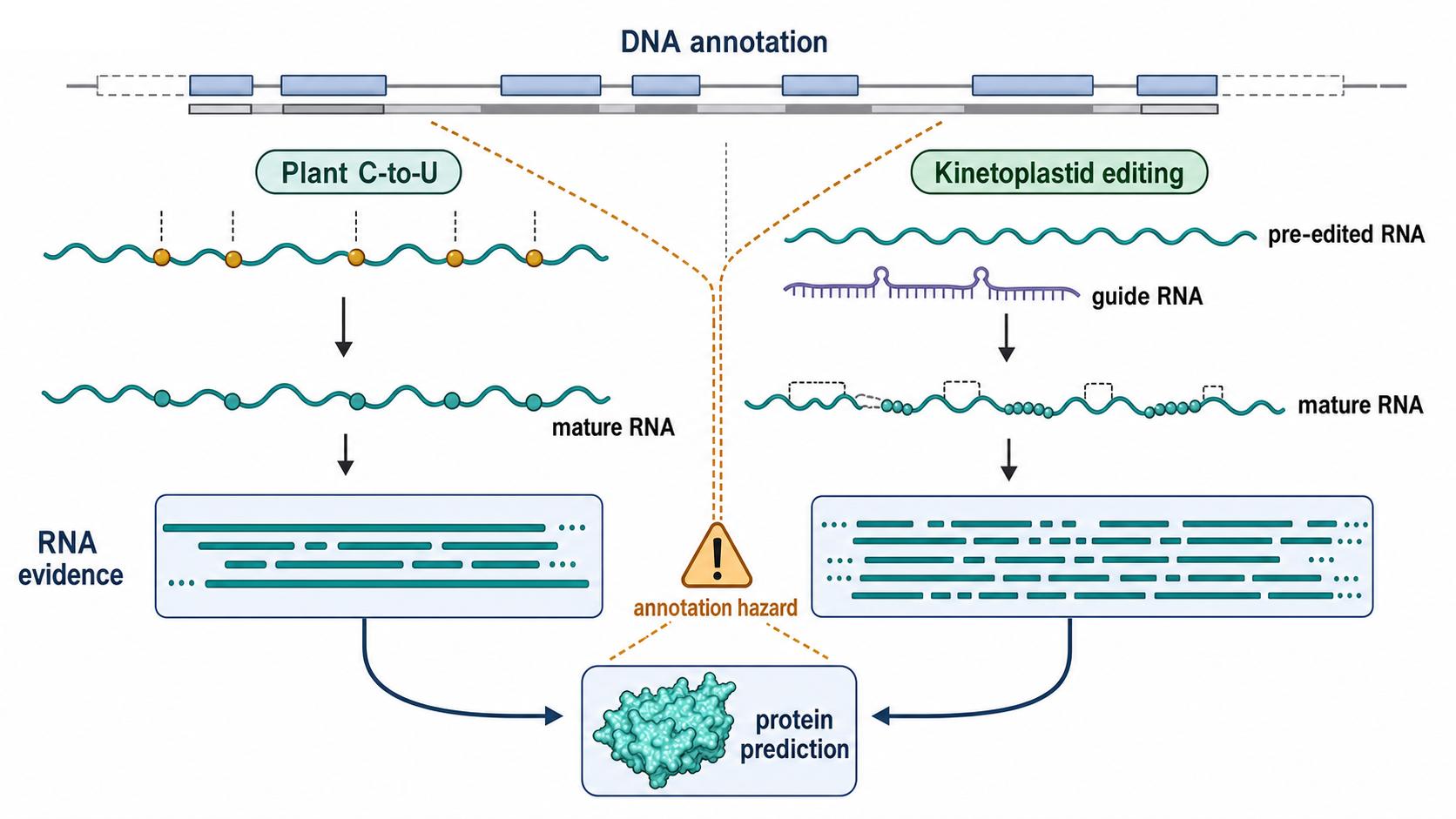 Figure 17.3. RNA Editing as an Annotation Hazard
