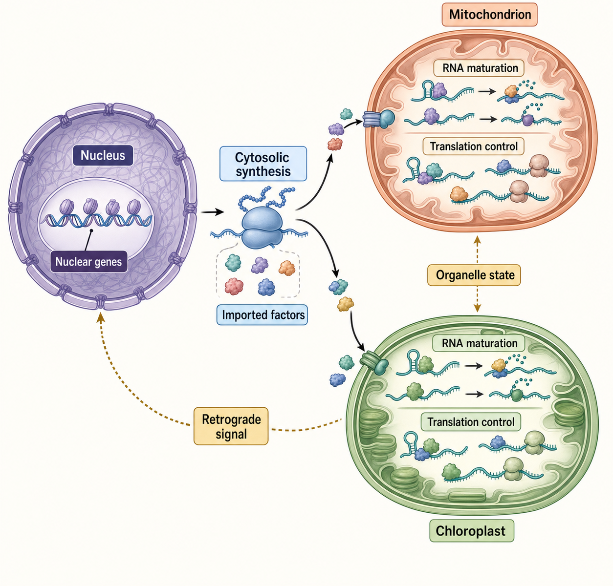 Figure 17.4. Nuclear-Organelle Coordination of RNA Metabolism
