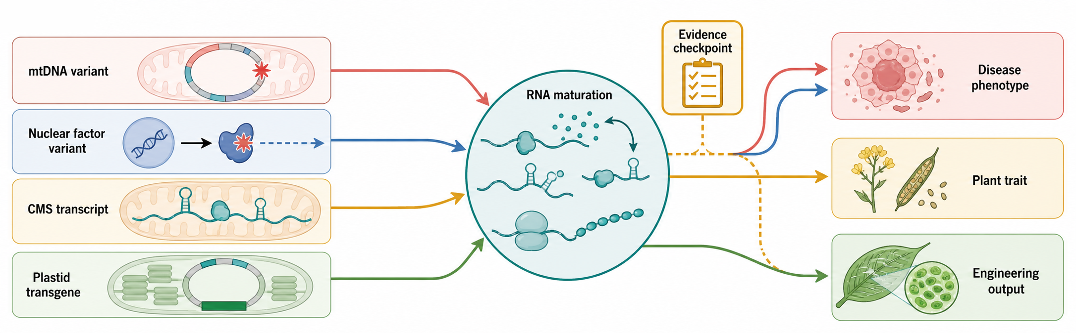 Figure 17.5. Organellar RNA in Disease and Biotechnology