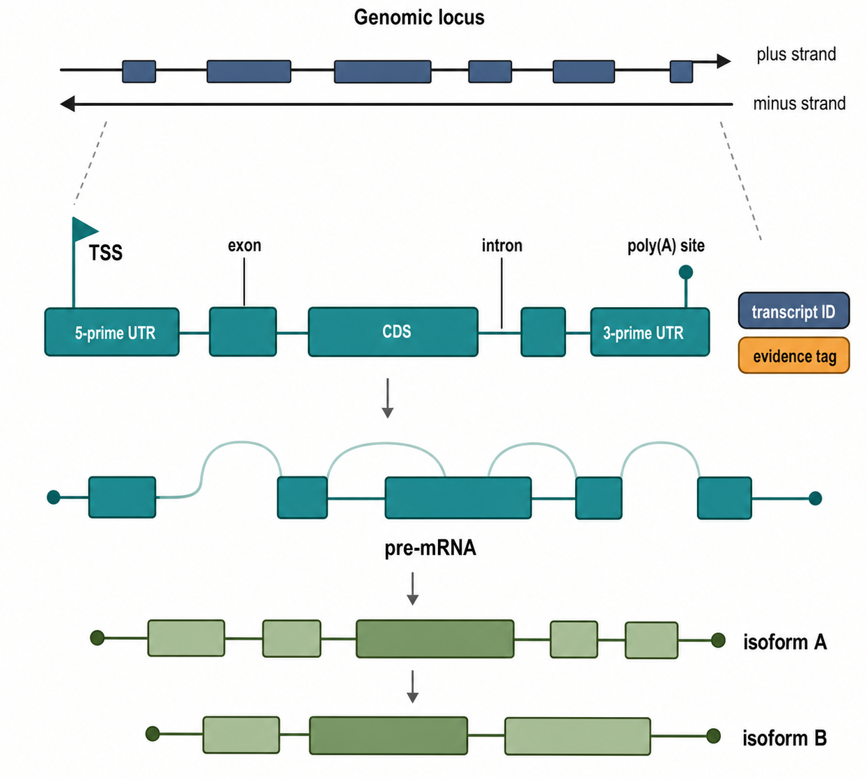 Figure 18.1. Anatomy of a Transcript Model