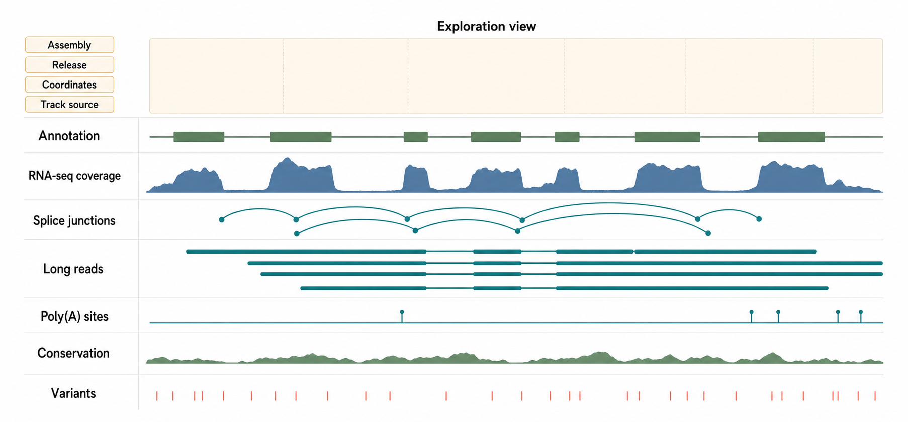 Figure 18.3. Reading a Genome Browser Track Stack