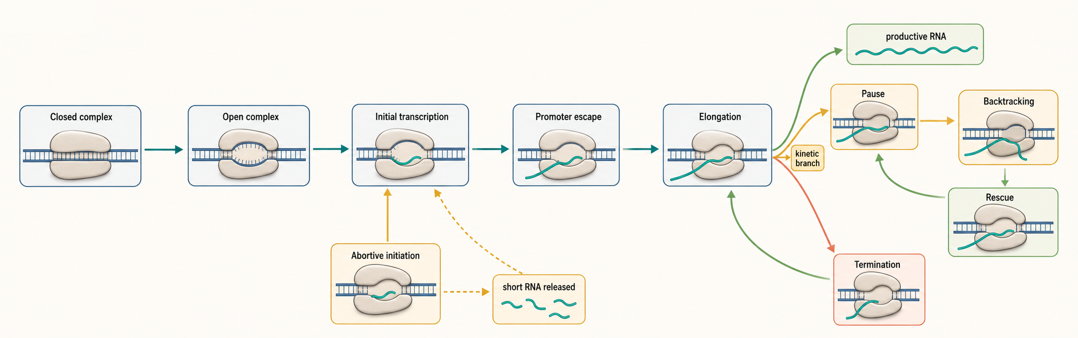 Figure 20.1. Bacterial Transcription-Cycle State Map