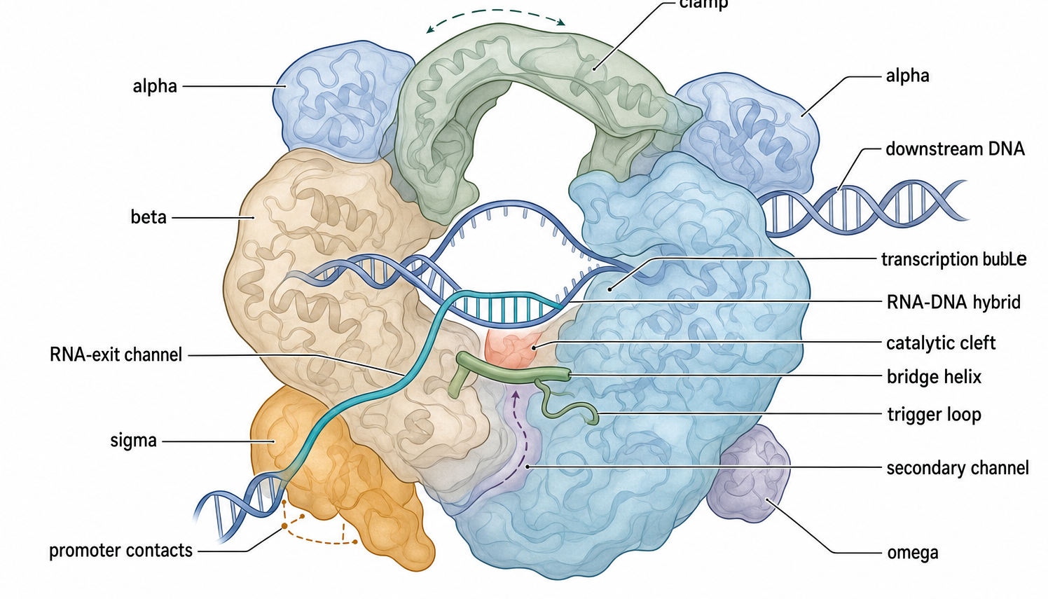 Figure 20.2. Structural Organization of Bacterial RNAP Holoenzyme