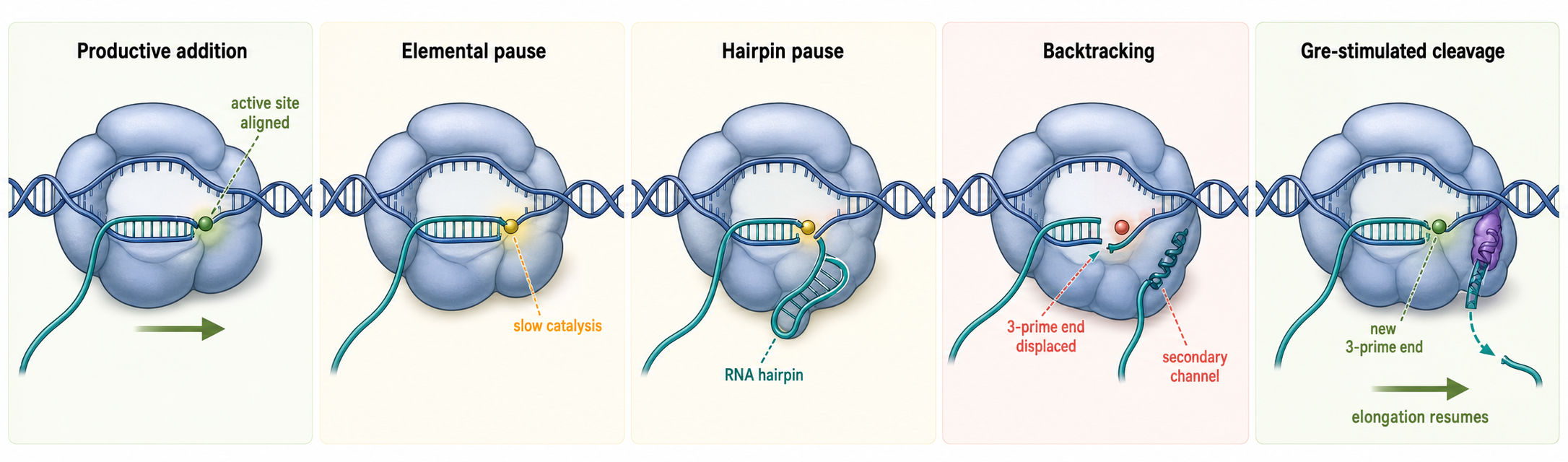 Figure 20.3. Nucleotide Addition, Pausing, and Backtracking
