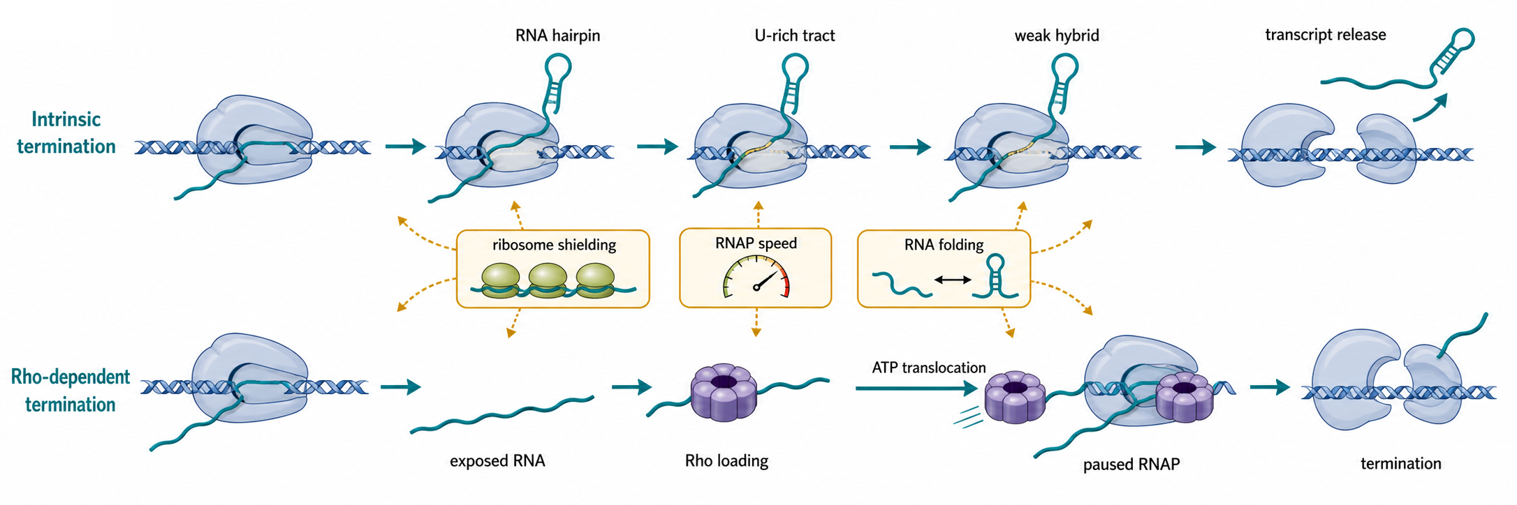 Figure 20.4. Intrinsic and Rho-Dependent Termination as Competing Kinetic Pathways