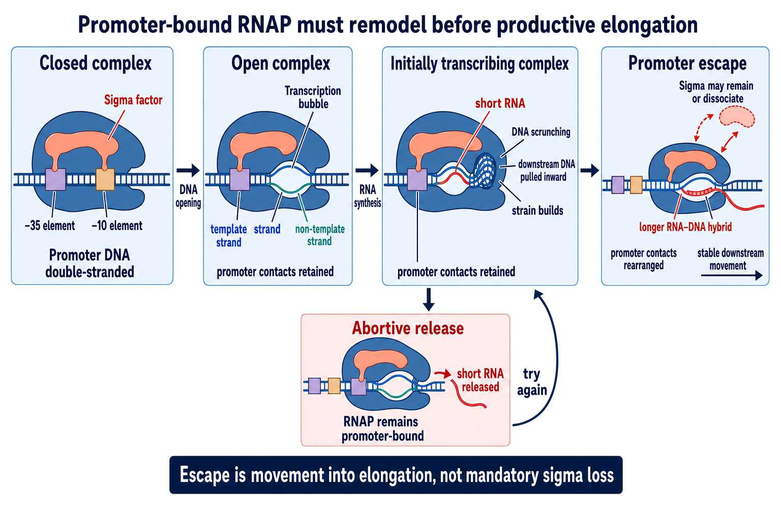 Figure 20.5. Promoter Contacts, DNA Opening, Scrunching, and Promoter Escape