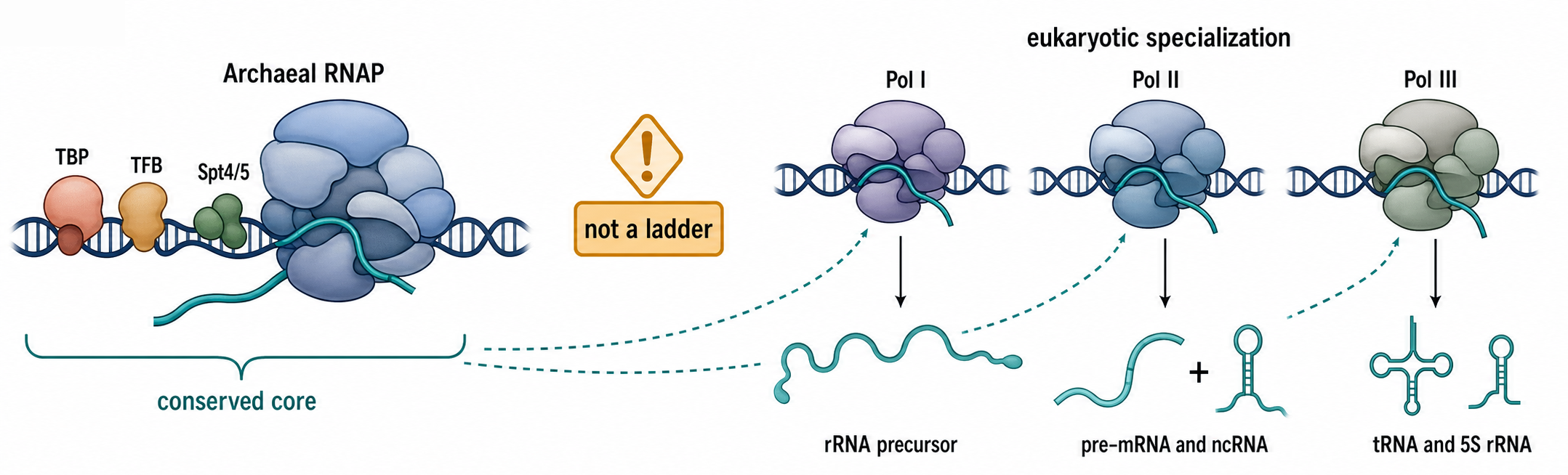 Figure 21.1. Archaeal-to-Eukaryotic Polymerase Specialization