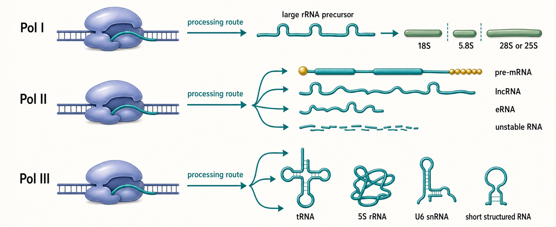 Figure 21.2. Polymerase I, II, and III Output Map