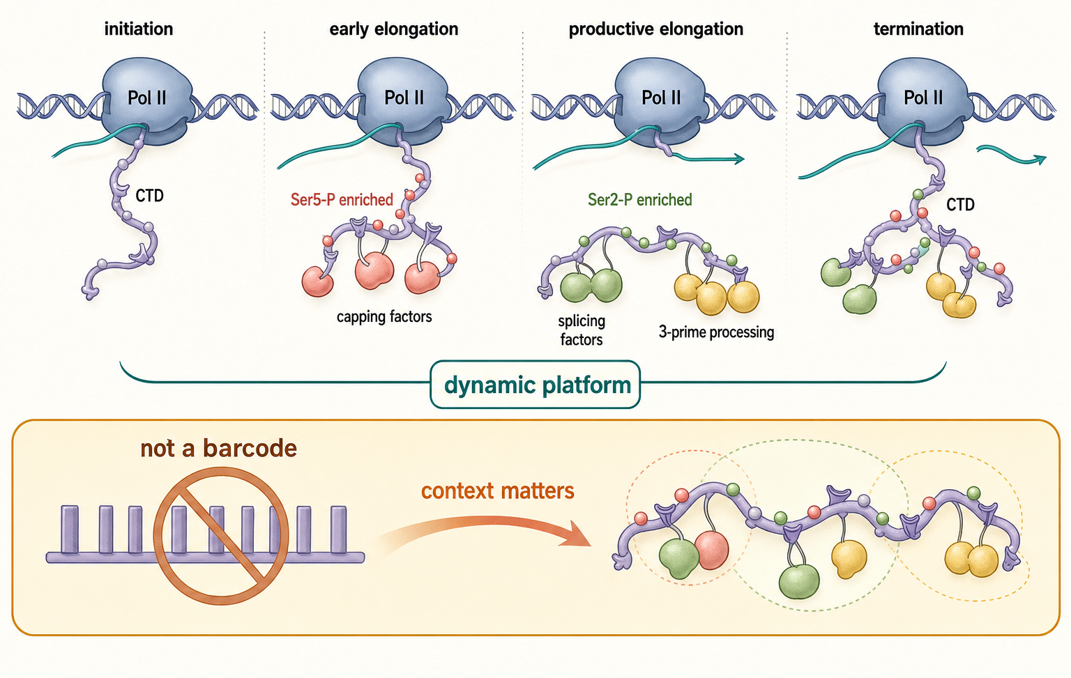 Figure 21.3. Pol II CTD as a Moving Interaction Platform
