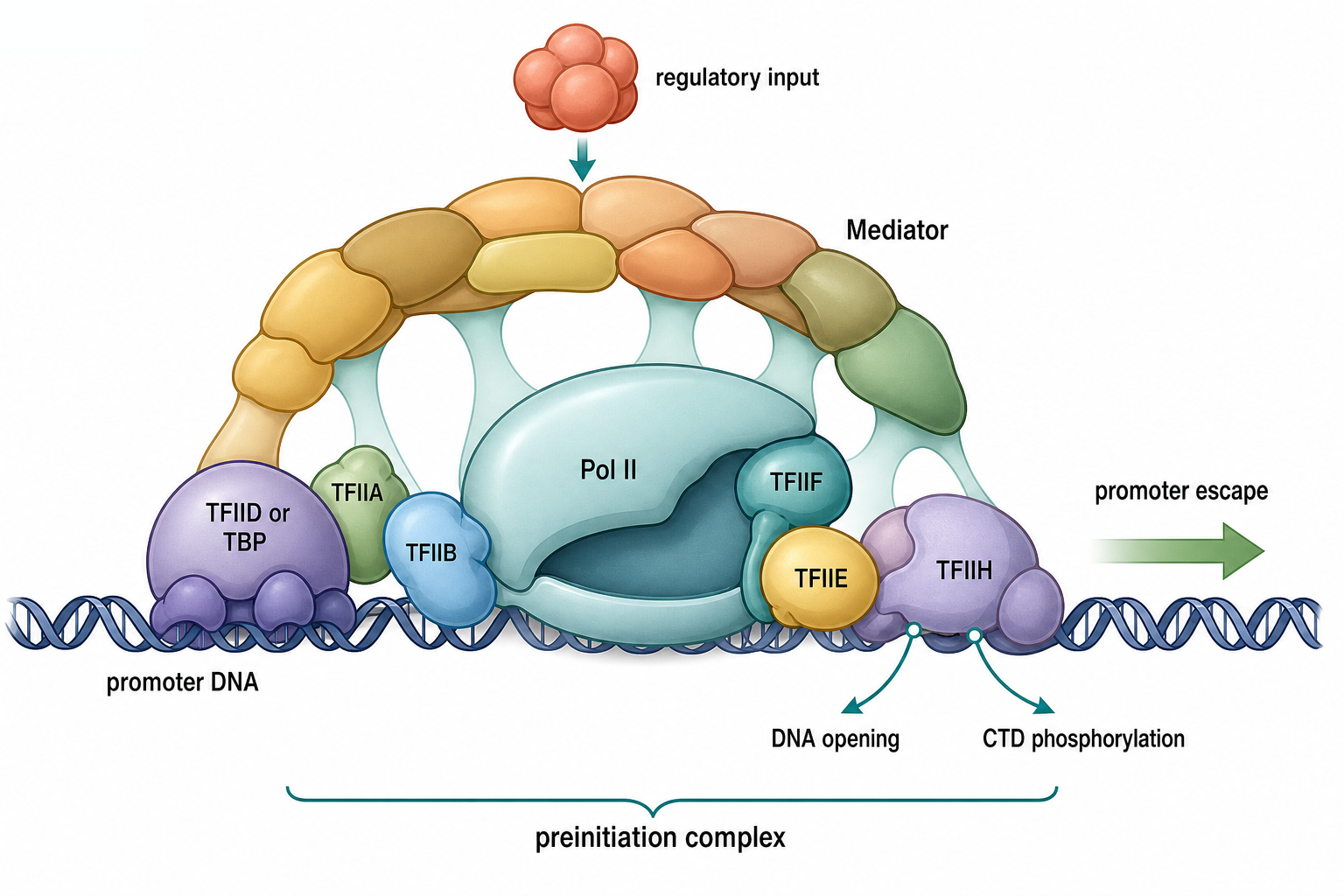 Figure 21.4. Mediator-Bound Preinitiation Complex
