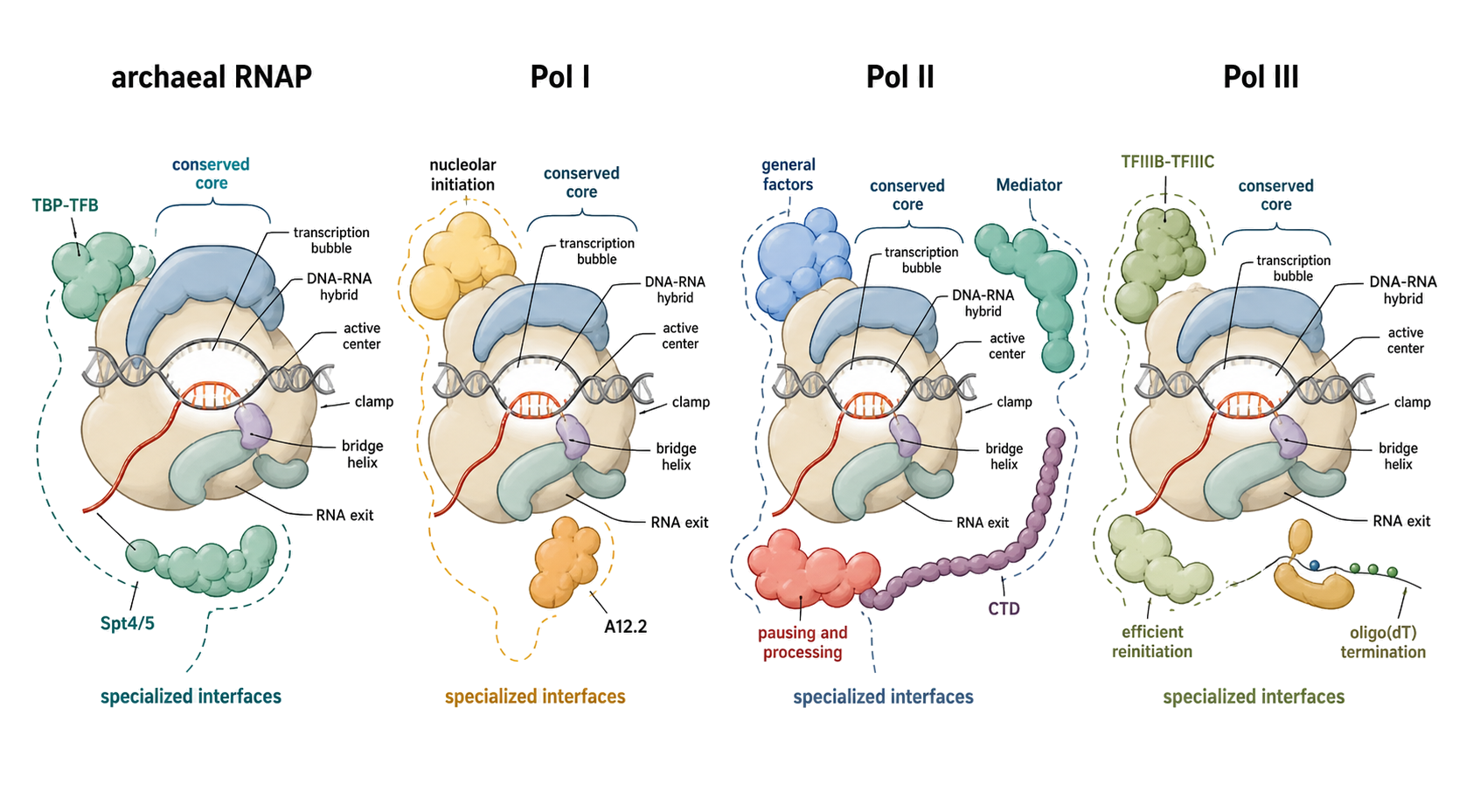 Figure 21.5. Conserved Catalytic Core and Specialized Regulatory Interfaces