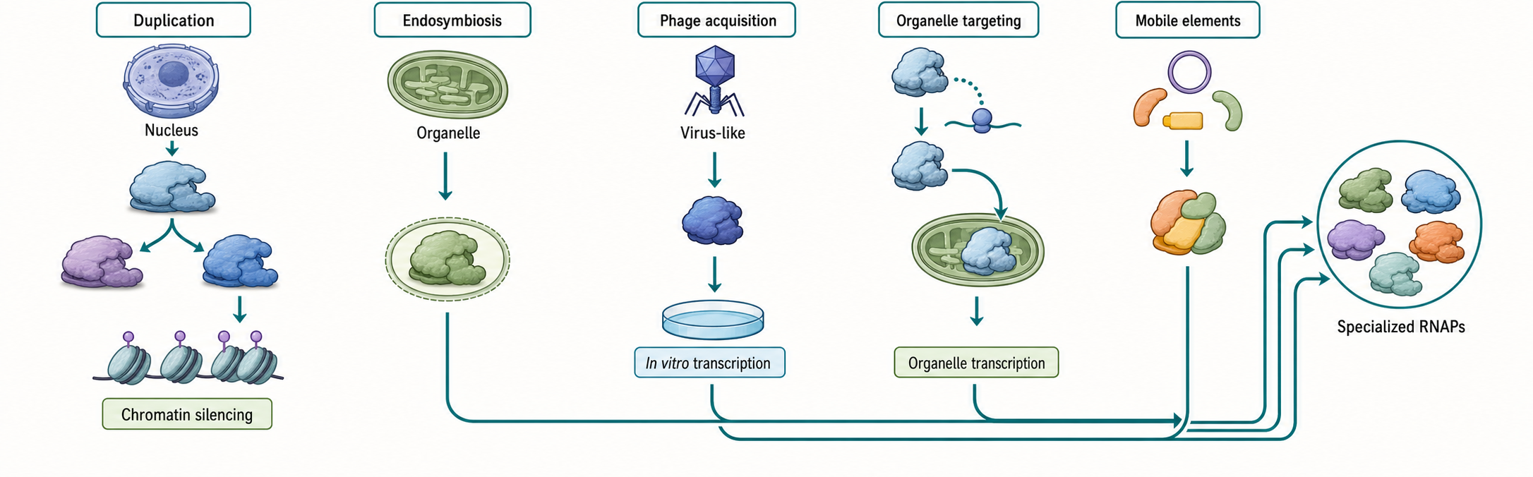 Figure 22.1. Routes to Specialized RNA Polymerases