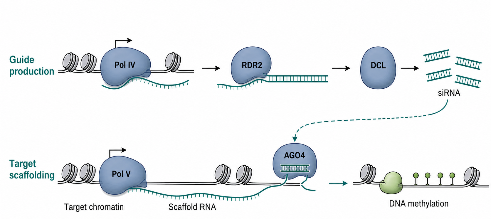 Figure 22.2. Pol IV and Pol V in RNA-Directed DNA Methylation
