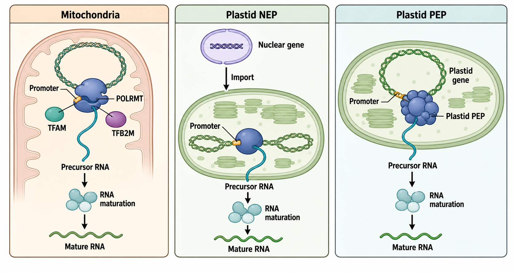 Figure 22.3. Organellar Polymerase Systems