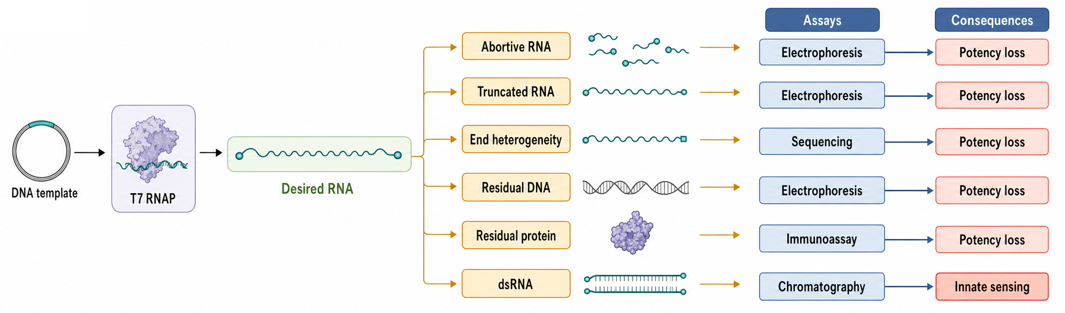 Figure 22.4. In Vitro Transcription Quality-Control Map