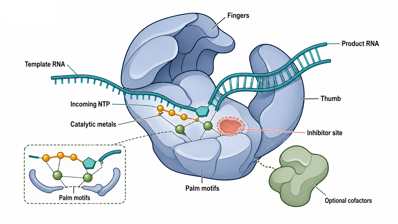 Figure 23.1. RdRP Architecture and Active-Site Motifs