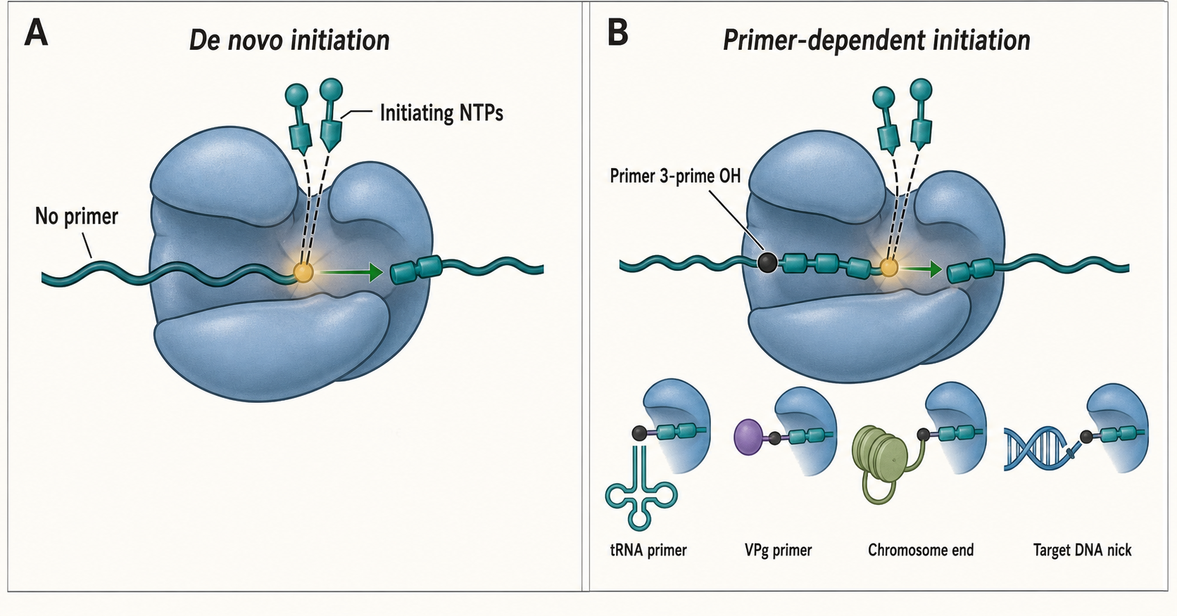 Figure 23.2. De Novo and Primer-Dependent Initiation