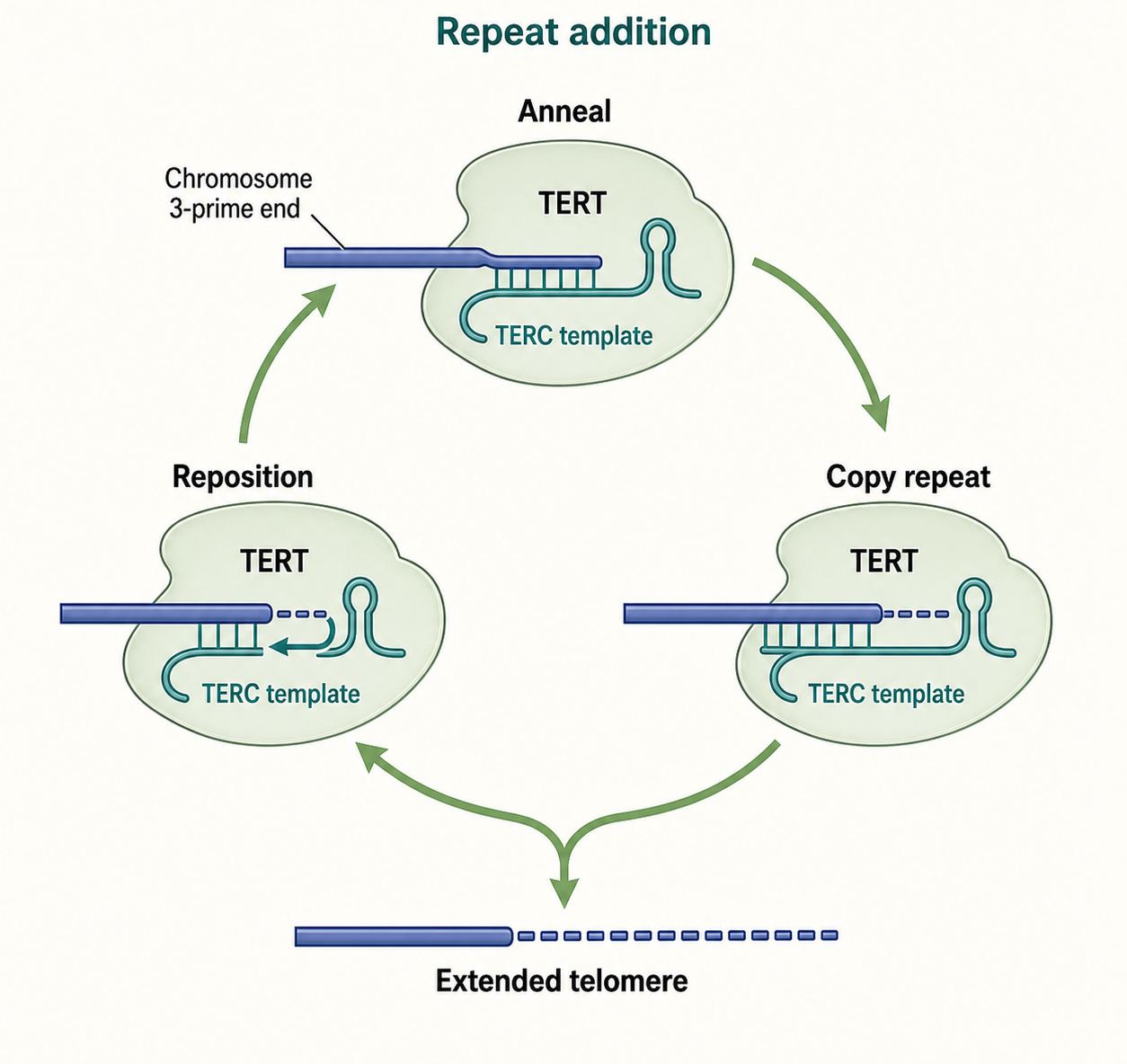 Figure 23.4. Telomerase Repeat-Addition Cycle