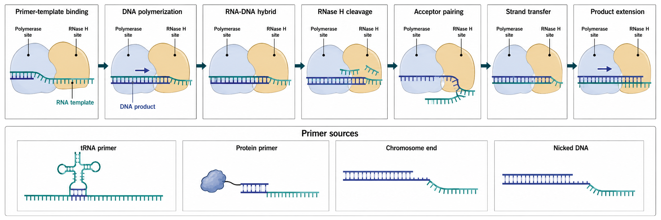Figure 23.6. Reverse-Transcriptase Catalytic Cycle and Primer-Dependent Handoffs