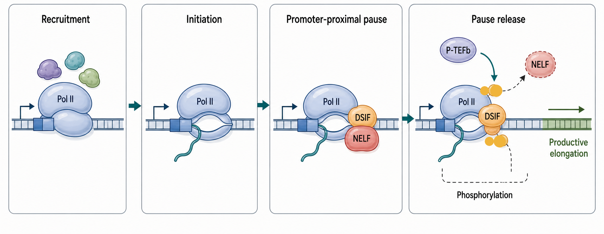 Figure 24.2. Promoter-Proximal Pausing and Release