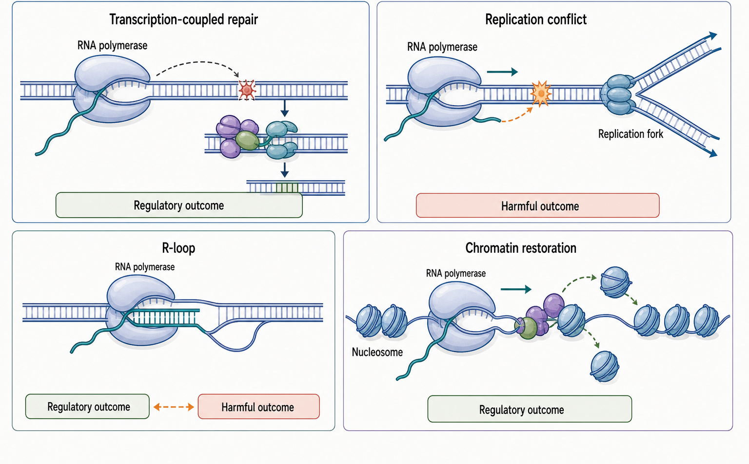 Figure 24.4. Transcription, Replication, Repair, and R-Loops