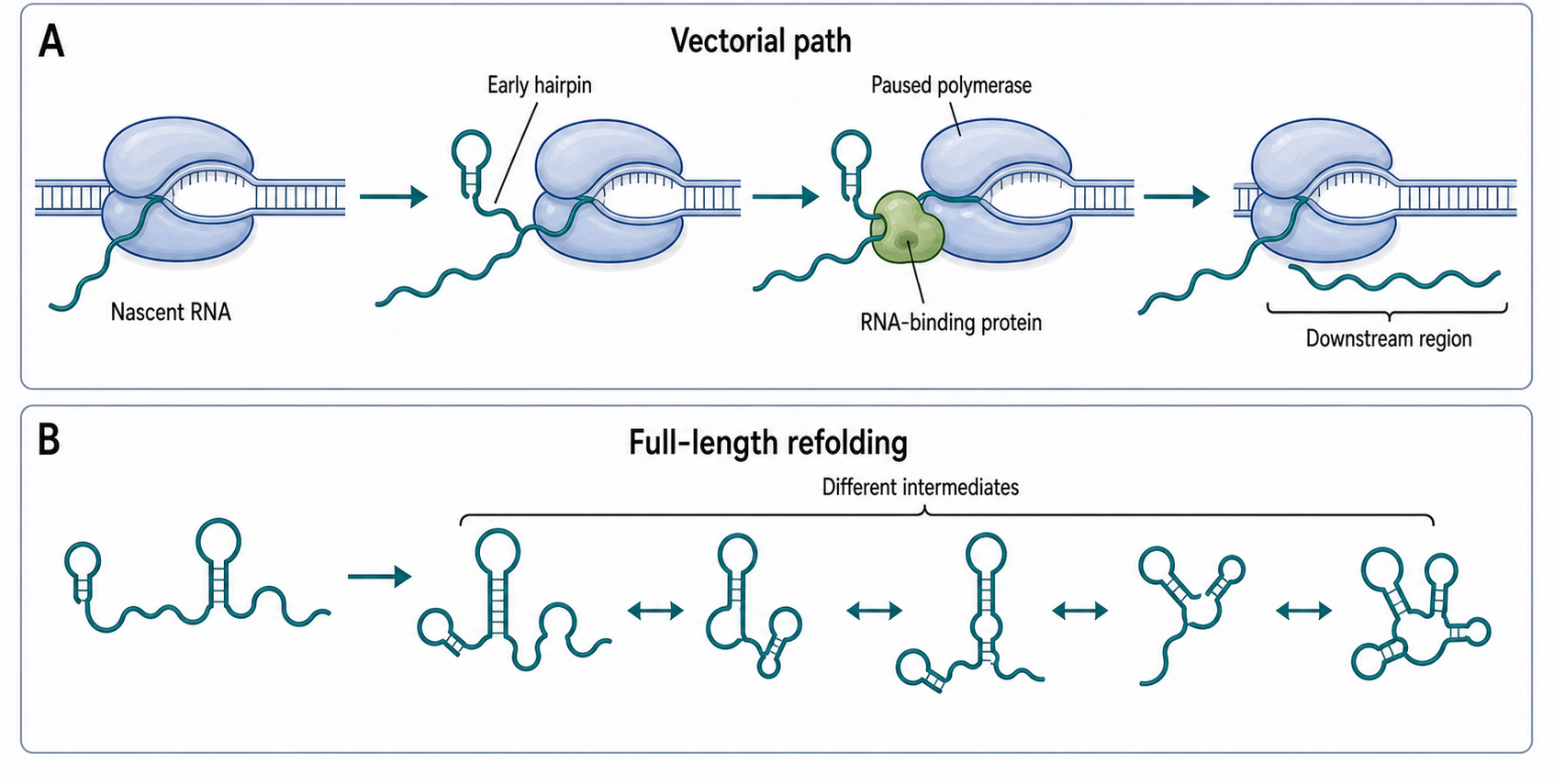 Figure 25.1. Vectorial Folding During Transcription