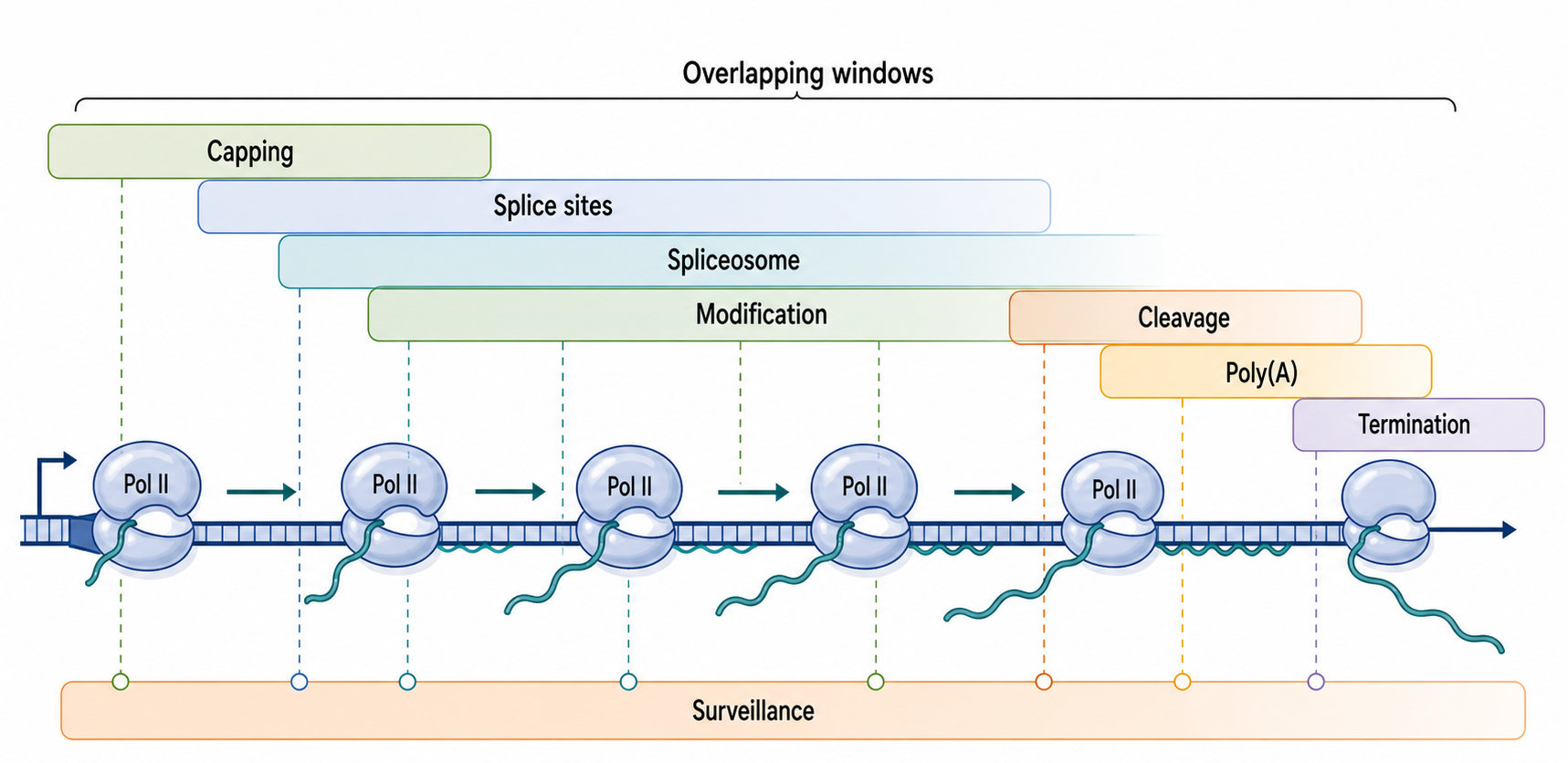 Figure 25.2. Pol II Nascent RNA Processing Timeline