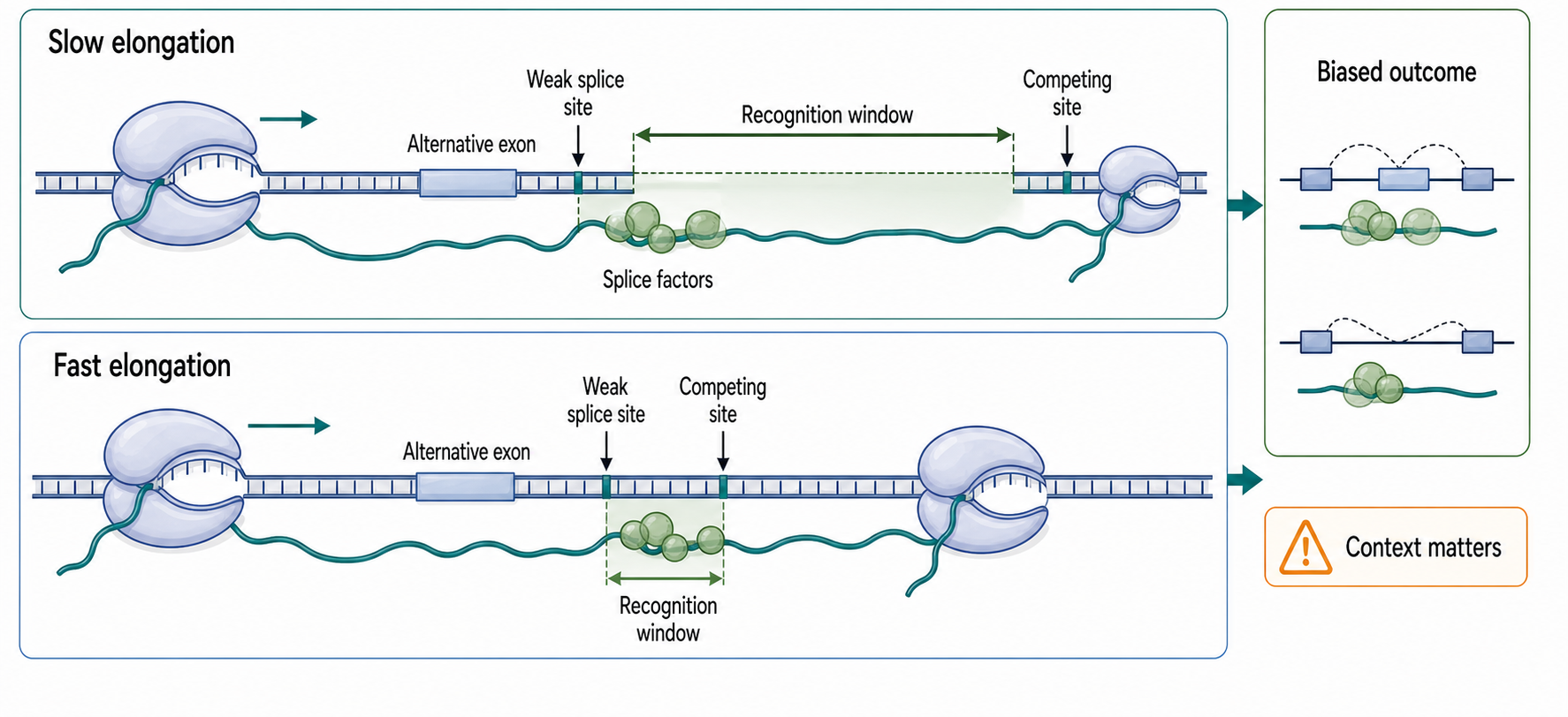 Figure 25.3. Co-Transcriptional Splicing Kinetic Competition