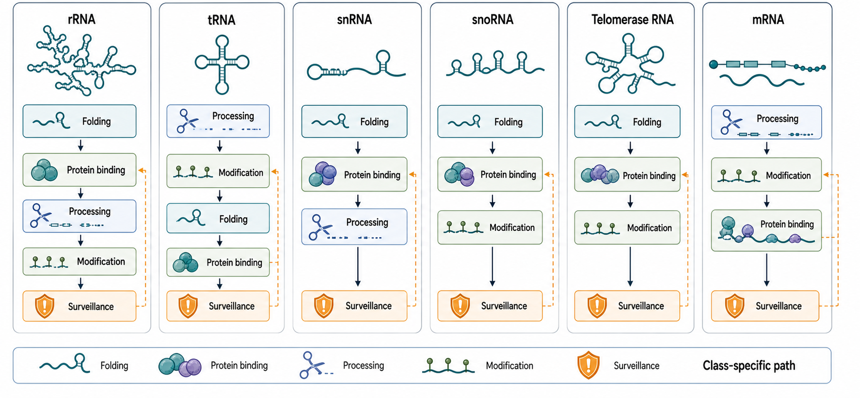Figure 25.4. RNP Assembly Pathways by RNA Class