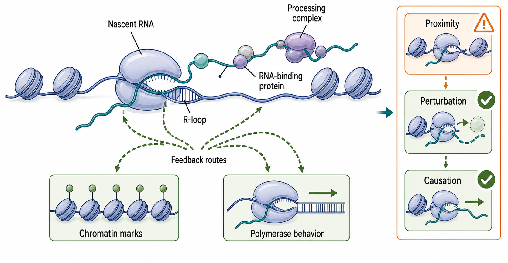 Figure 25.5. Nascent RNA-Chromatin Feedback