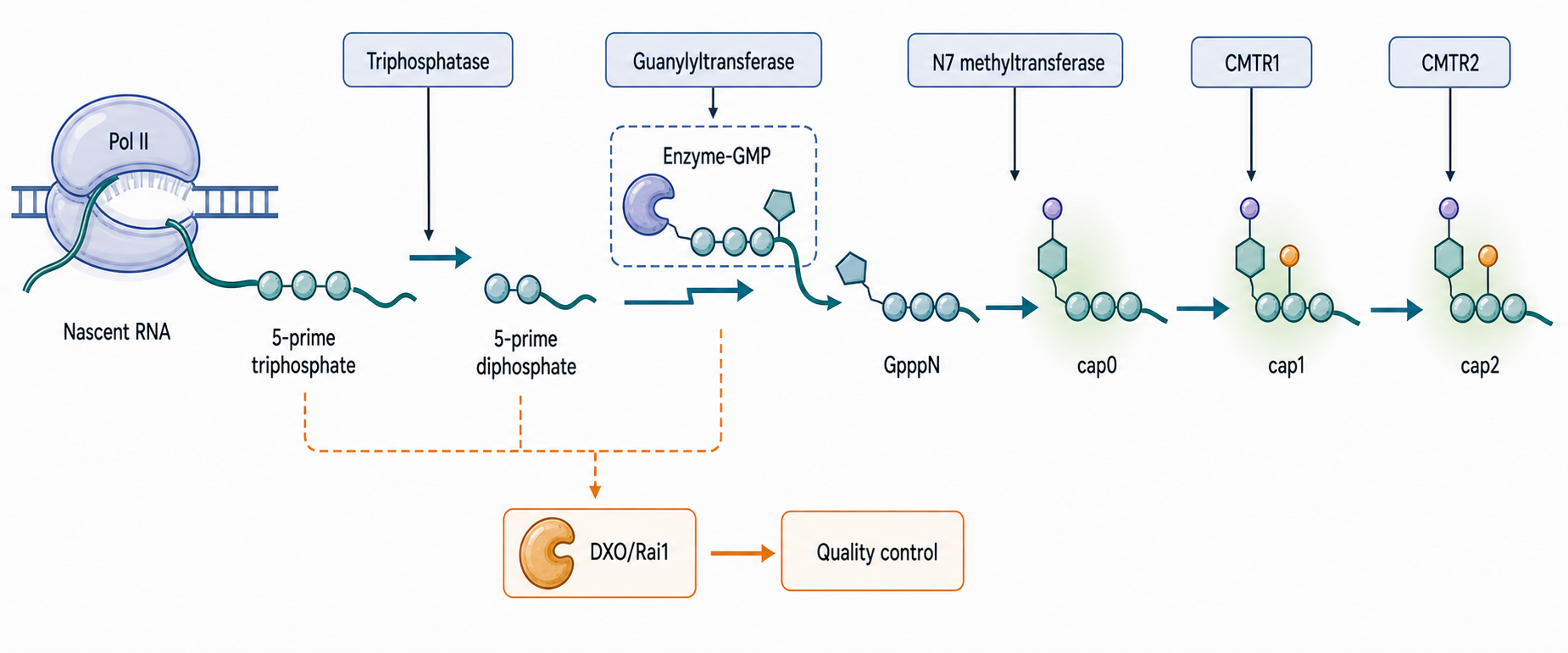 Figure 26.1. Canonical Capping Chemistry and Timing
