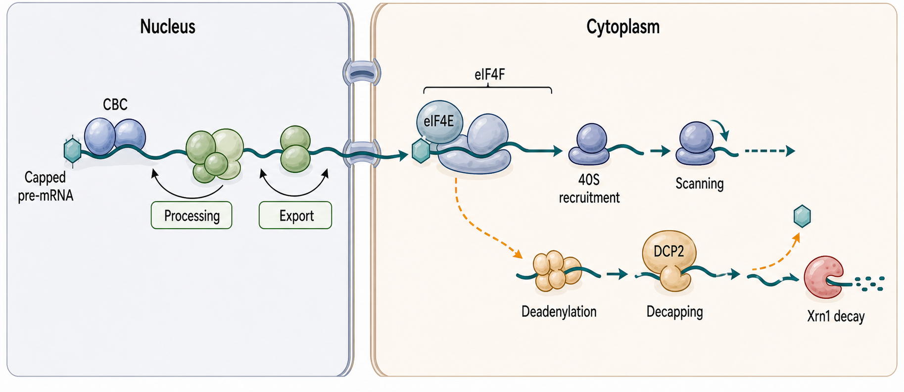 Figure 26.2. Cap-Binding Handoffs Across the mRNA Life Cycle