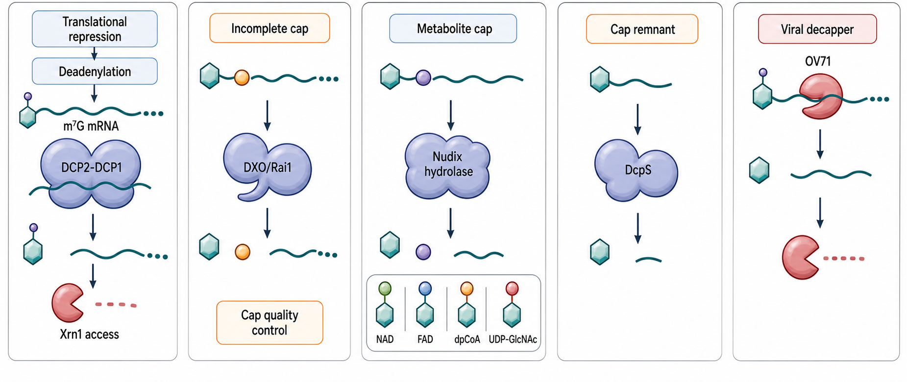 Figure 26.3. Canonical and Noncanonical Decapping Routes