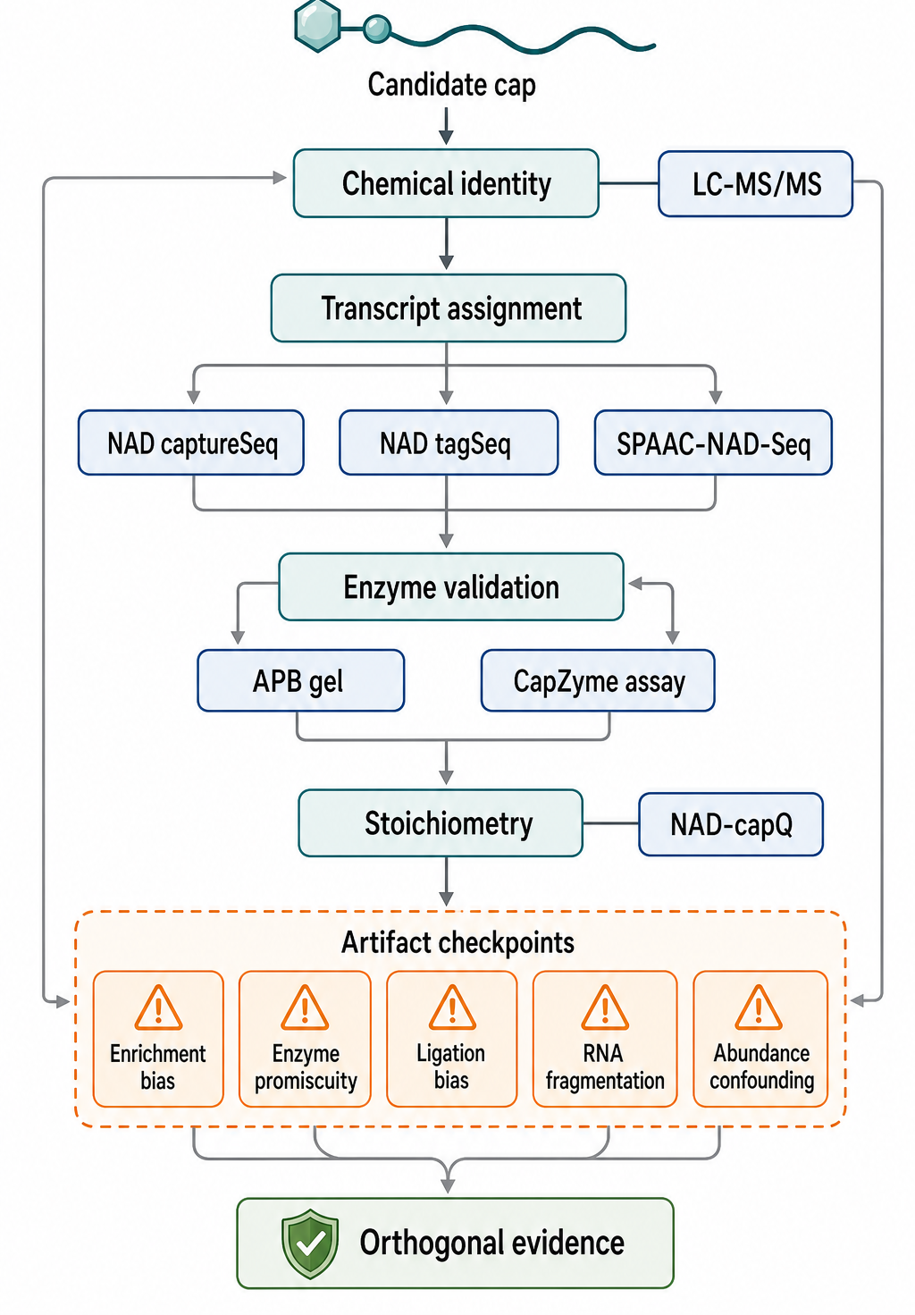 Figure 26.4. Noncanonical Cap Detection Decision Tree