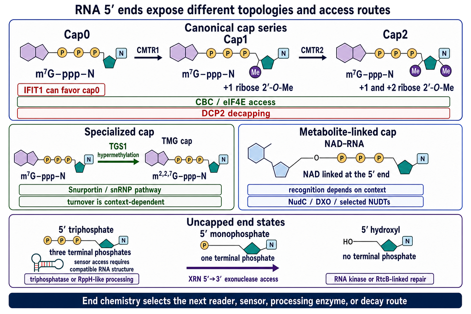 Figure 26.5. Canonical and Noncanonical RNA 5′-End Topologies