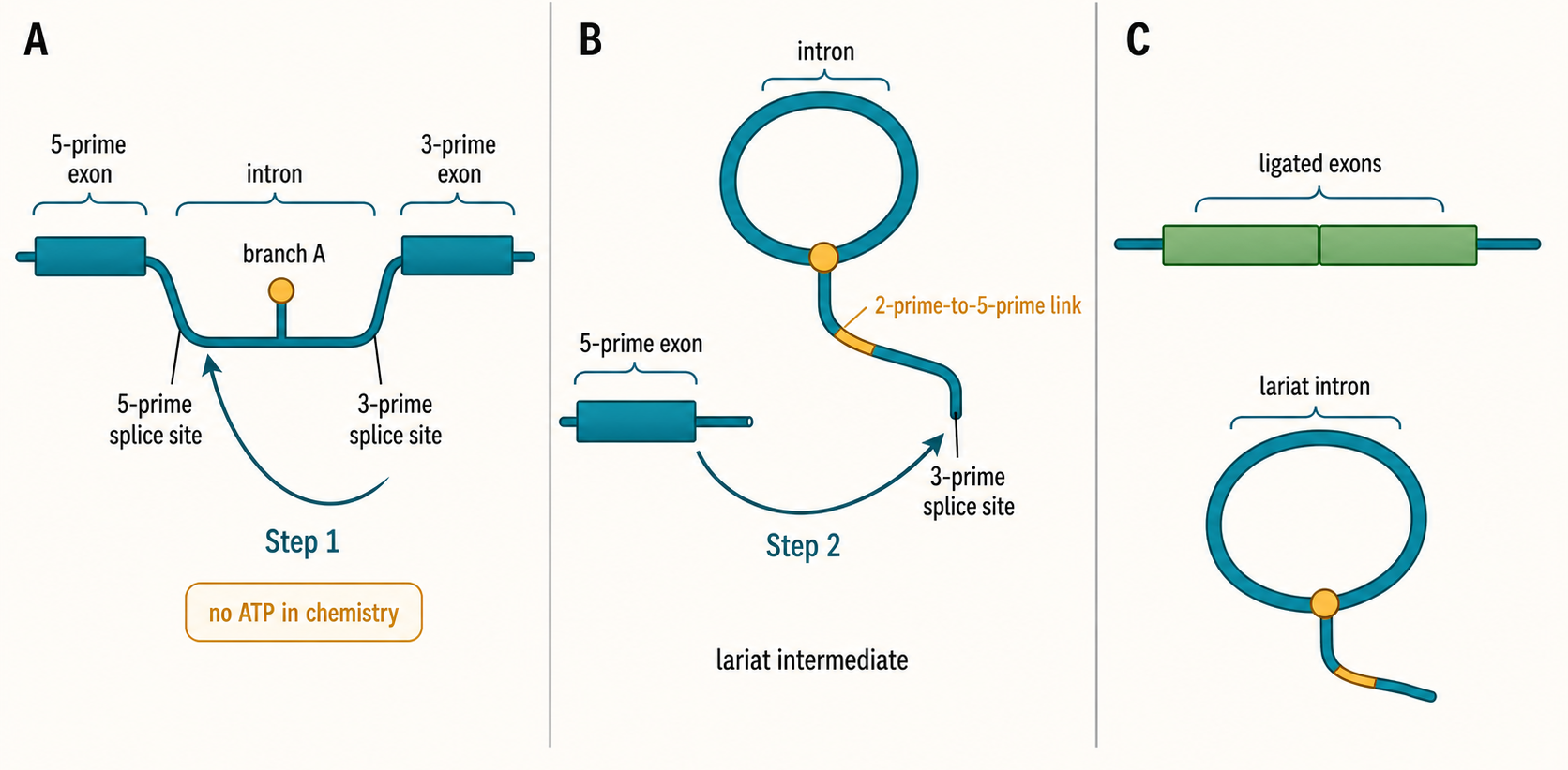 Figure 27.1. Two-Step Lariat Splicing Chemistry