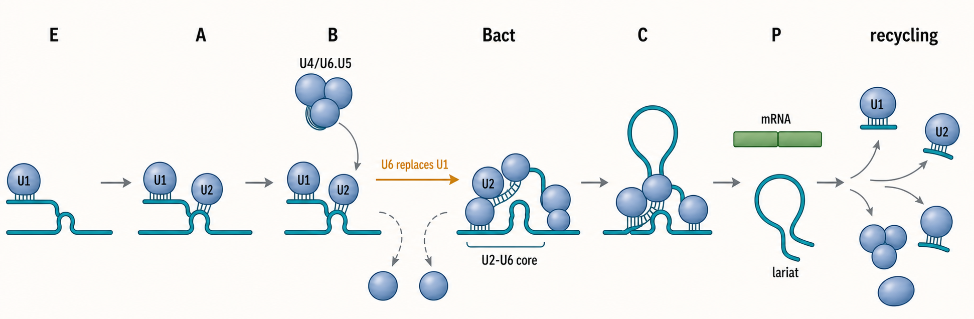 Figure 27.2. Spliceosome Assembly and snRNA Rearrangements