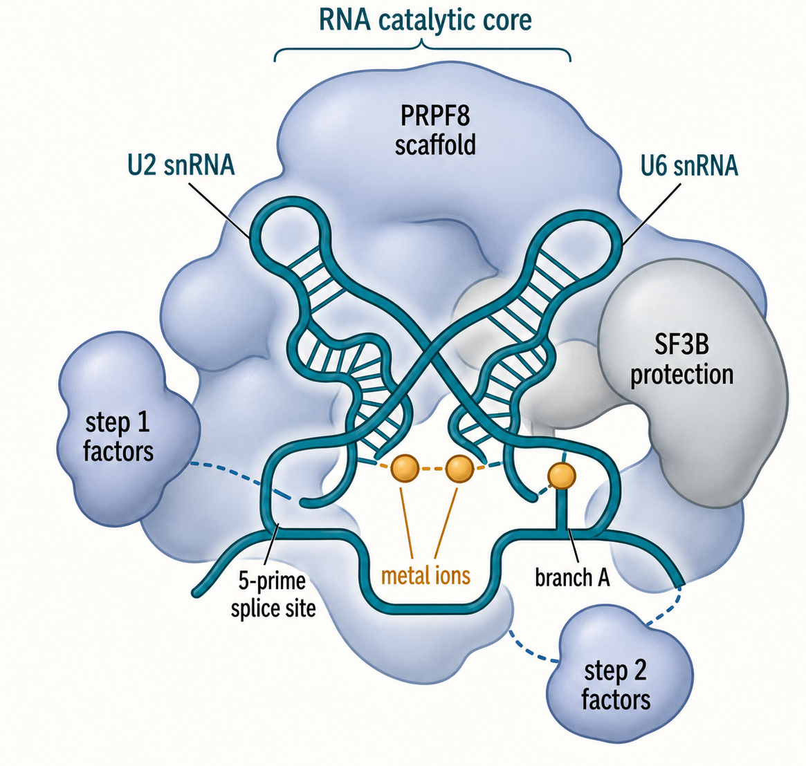 Figure 27.3. RNA-Metal Catalytic Core with Protein Scaffolding