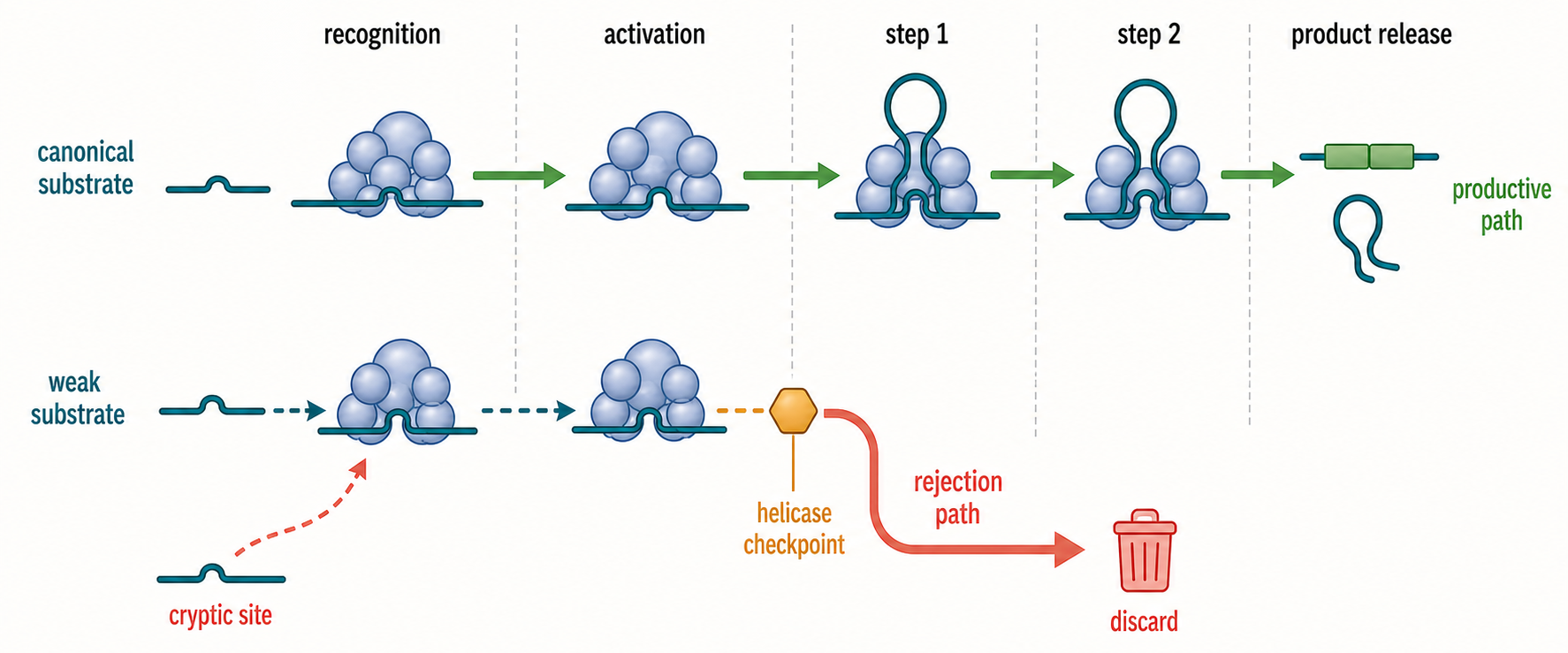 Figure 27.4. Fidelity as Kinetic Competition