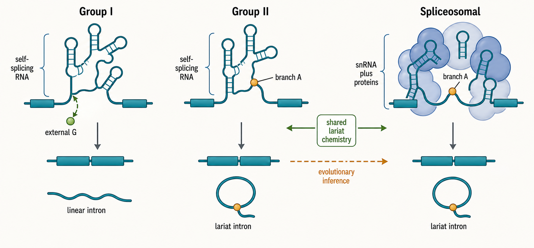 Figure 27.5. Intron Classes and Evolutionary Relationships