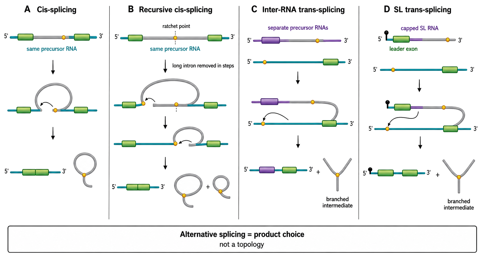 Figure 27.6. Four Splicing Topologies That Must Not Be Confused