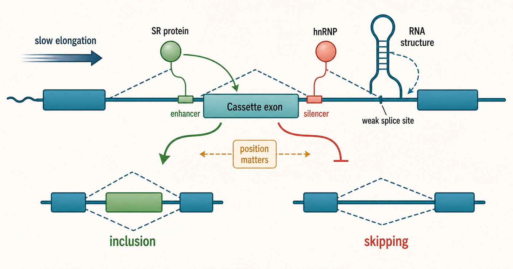 Figure 28.2. Combinatorial RBP Control Around a Cassette Exon