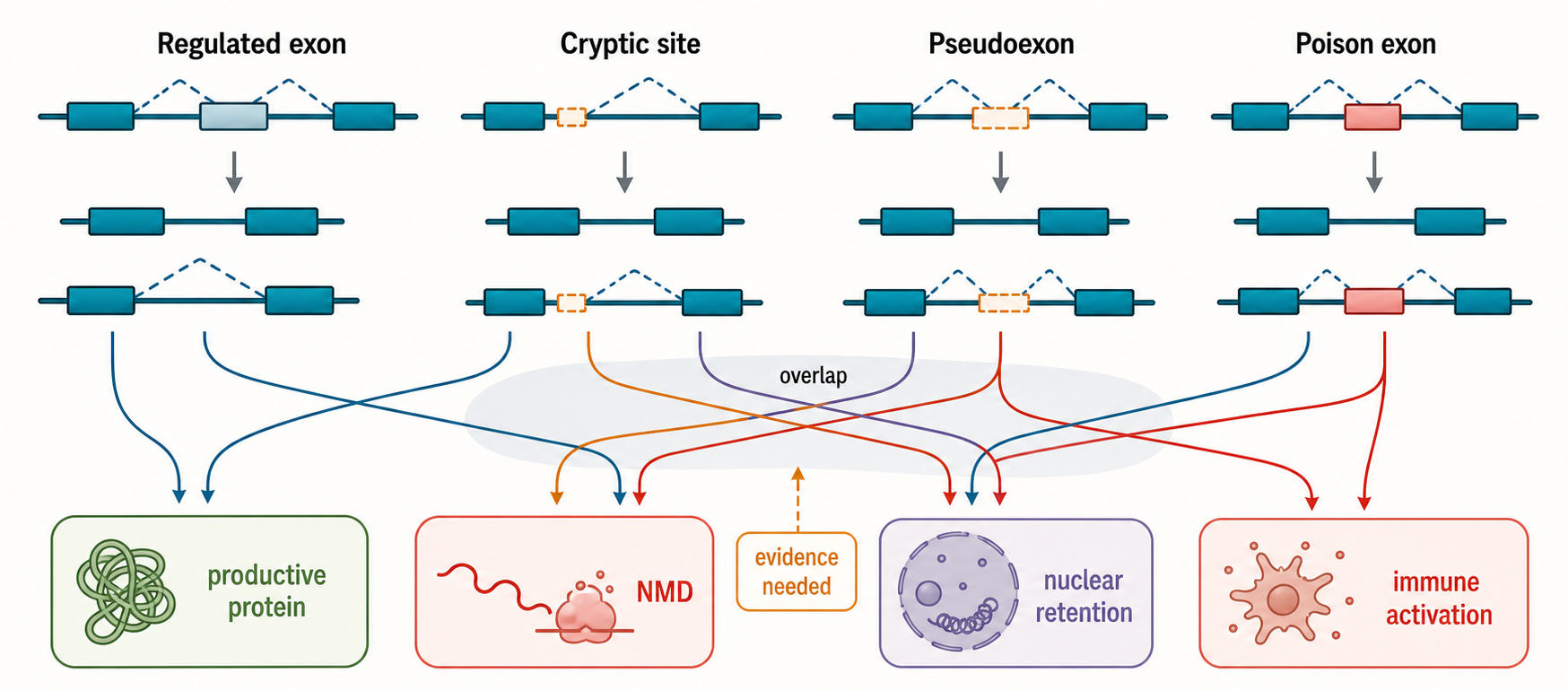 Figure 28.3. Cryptic Exons, Pseudoexons, and Poison Exons