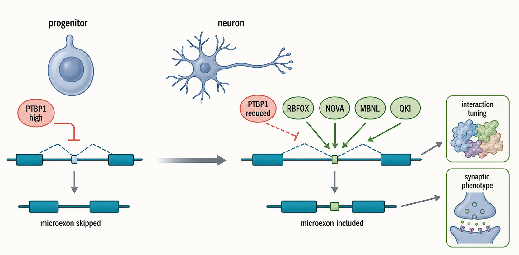 Figure 28.4. Neuronal Microexon Program