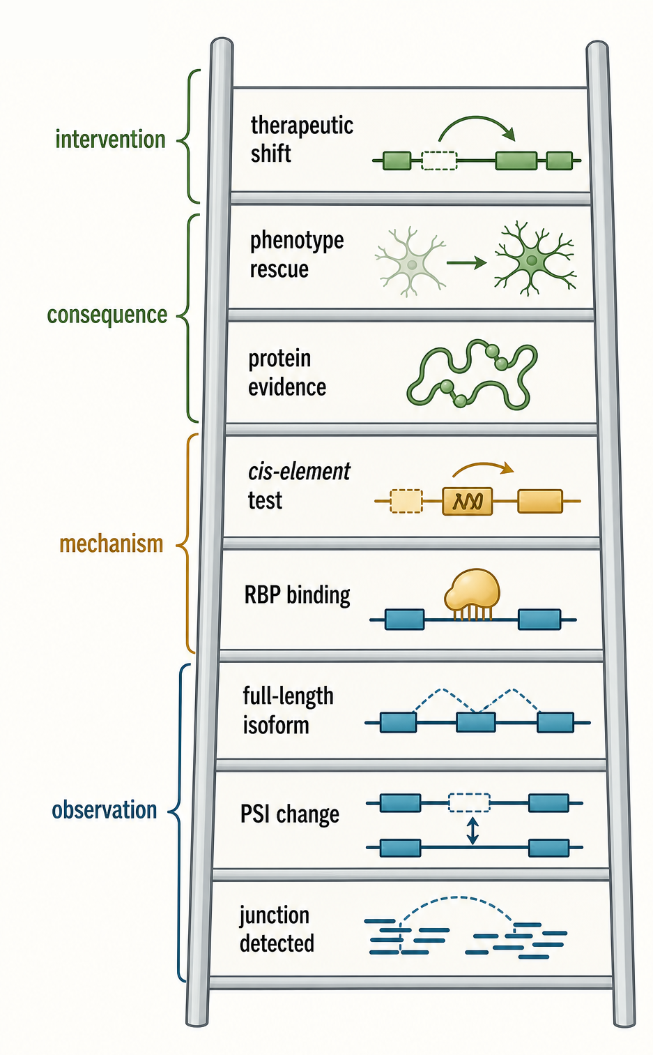 Figure 28.5. Isoform Evidence Ladder