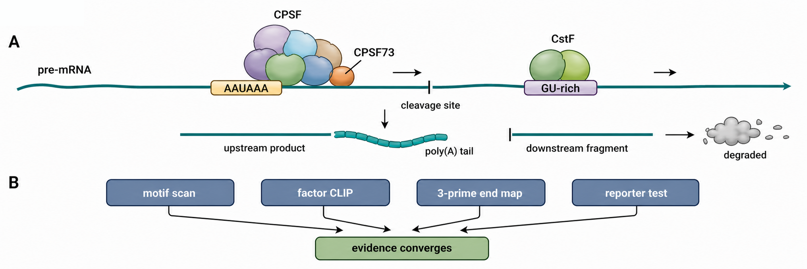 Figure 29.1. Canonical Cleavage and Polyadenylation Site Architecture